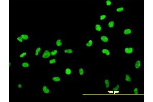 Immunofluorescence of monoclonal antibody to HMGB2 on HeLa cell. (HMGB2 Antikörper  (AA 1-195))