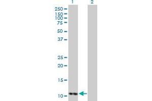 Western Blot analysis of DDT expression in transfected 293T cell line by DDT MaxPab polyclonal antibody. (DDT Antikörper  (AA 1-118))