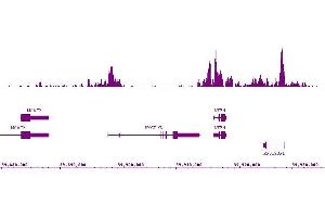 Histone H3K9ac antibody (mAb) (Clone 2G1F9) tested by ChIP-Seq. (Histone 3 Antikörper  (acLys9))