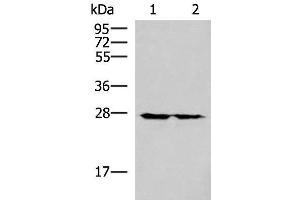 Western blot analysis of 293T cell lysates using MRPL16 Polyclonal Antibody at dilution of 1:800 (MRPL16 Antikörper)