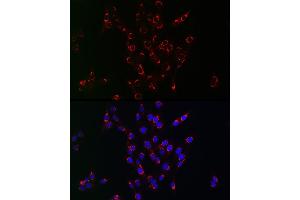 Immunofluorescence analysis of PC-12 cells using PIK3C3/VPS34 antibody (ABIN1682160, ABIN3018421, ABIN3018422 and ABIN5664583) at dilution of 1:100. (PIK3C3 Antikörper)