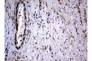 Image no. 2 for anti-RAS Guanyl Releasing Protein 3 (Calcium and DAG-Regulated) (RASGRP3) (AA 380-690) antibody (ABIN1491477) (RASGRP3 Antikörper  (AA 380-690))