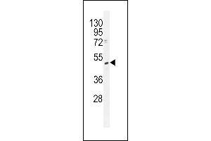 TRMT2B Antibody (N-term) (ABIN655117 and ABIN2844748) western blot analysis in K562 cell line lysates (35 μg/lane).