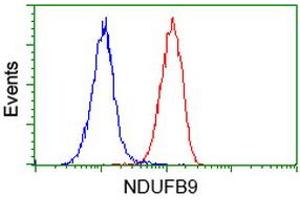 Flow Cytometry (FACS) image for anti-NADH Dehydrogenase (Ubiquinone) 1 beta Subcomplex, 9, 22kDa (NDUFB9) (AA 3-179) antibody (ABIN2727033)