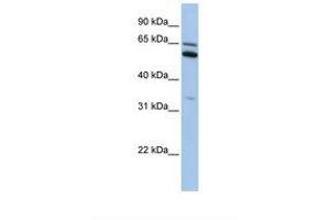 Image no. 1 for anti-Chromosome 2 Open Reading Frame 42 (C2orf42) (N-Term) antibody (ABIN6738893) (C2orf42 Antikörper  (N-Term))