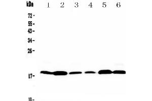 MED9 Antikörper  (AA 55-146)