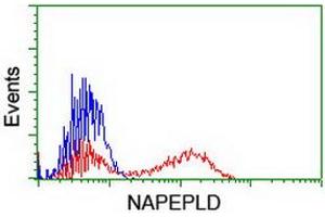 HEK293T cells transfected with either RC209877 overexpress plasmid (Red) or empty vector control plasmid (Blue) were immunostained by anti-NAPEPLD antibody (ABIN2455243), and then analyzed by flow cytometry. (NAPEPLD Antikörper)
