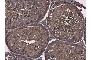 IHC-P Image GAPDH antibody detects GAPDH protein at cytoplasm in mouse testis by immunohistochemical analysis.
