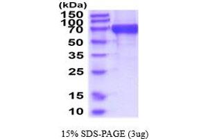 IDS Protein (AA 26-550) (His tag)