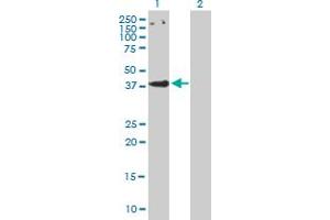 Western Blot analysis of CCBP2 expression in transfected 293T cell line by CCBP2 MaxPab polyclonal antibody.