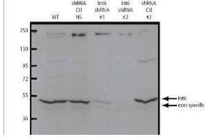 Western blot using  affinity purified anti-eIF3S6/Int6 antibody shows detection of endogenous eIF3S6/Int6. (EIF3E Antikörper  (C-Term))