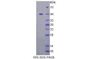 SDS-PAGE analysis of Human FBXO3 Protein. (F-Box Protein 3 Protein (FBXO3))