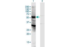 Western Blot analysis of LOC440348 expression in transfected 293T cell line by LOC440348 MaxPab polyclonal antibody. (NPIPL2 Antikörper  (AA 1-382))