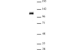 OGT/O-GlcNAc transferase (pAb) tested by Western blot. (OGT Antikörper  (N-Term))