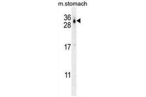 CU070 Antibody (C-term) western blot analysis in mouse stomach tissue lysates (35µg/lane). (CU070 Protein Antikörper  (C-Term))