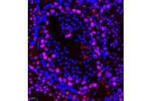 Immunofluorescence of paraffin embedded mouse testis using PHF10 (ABIN7075029) at dilution of 1:650 (400x lens) (PHF10 Antikörper)