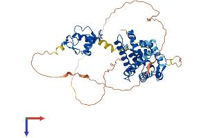 Retinoid X Receptor gamma Protein (AA 1-463) (His tag)
