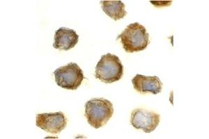 Immunohistochemistry (IHC) image for anti-Toll-Like Receptor 11 (Tlr11) (C-Term) antibody (ABIN1030742) (TLR11 Antikörper  (C-Term))