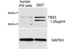 Sample Type: human iPS cells and 293T cell lysatePrimary Dilution: 1. (TBX3 Antikörper  (Middle Region))