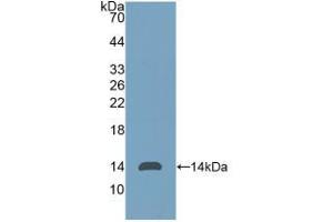 Western blot analysis of recombinant Human Thy1. (CD90 Antikörper  (AA 20-133))