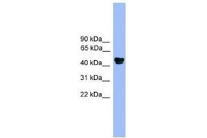 Western Blot showing ALDH3A1 antibody used at a concentration of 1. (ALDH3A1 Antikörper  (N-Term))