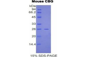 SDS-PAGE analysis of Mouse Corticosteroid Binding Globulin (CBG) Protein. (SERPINA6 Protein)