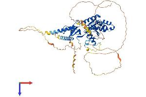 CACNB1 Protein (AA 1-597) (His tag)