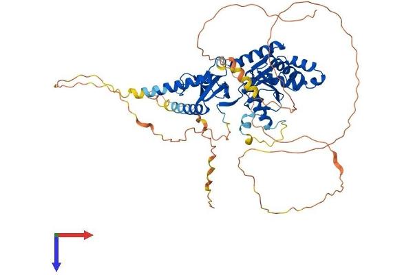 CACNB1 Protein (AA 1-597) (His tag)