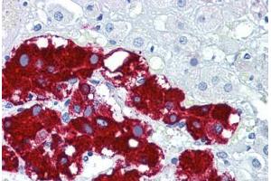 Human Adrenal: Formalin-Fixed, Paraffin-Embedded (FFPE) (Podoplanin Antikörper  (C-Term))