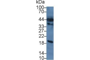 Western Blotting (WB) image for anti-Caspase 12 (Gene/pseudogene) (CASP12) (AA 1-244) antibody (ABIN7440263)
