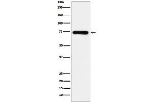 Western blot analysis of SAMHD1 expression in MCF7 cell lysate.