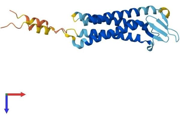 TMEM37 Protein (AA 1-211) (His tag)