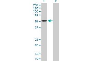 Western Blot analysis of LEPRE1 expression in transfected 293T cell line by LEPRE1 MaxPab polyclonal antibody.