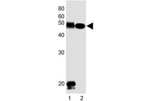 Western blot testing of DLK1 antibody at 1:1000 dilution. (DLK1 Antikörper  (C-Term))