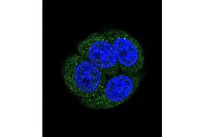 Confocal immunofluorescent analysis of LTA4H Antibody (Center) (ABIN650745 and ABIN2839464) with Hela cell followed by Alexa Fluor 488-conjugated goat anti-rabbit lgG (green). (LTA4H Antikörper  (AA 163-191))