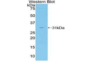 Western Blotting (WB) image for anti-Ciliary Neurotrophic Factor Receptor (CNTFR) (AA 120-358) antibody (ABIN1858436) (CNTF Receptor alpha Antikörper  (AA 120-358))