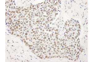 anti-Protein BANP (BANP) (C-Term) antibody