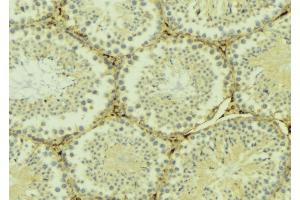 ABIN6268960 at 1/100 staining Mouse testis tissue by IHC-P. (Stathmin 1 Antikörper  (N-Term))