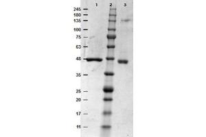 SDS-PAGE results of MEK1 Recombinant Protein. (MEK1 Protein)