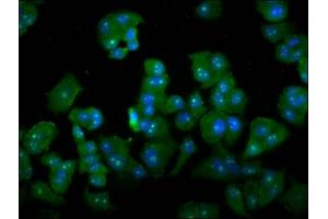 Immunofluorescence staining of MCF-7 cells with ABIN7149497 at 1:133, counter-stained with DAPI. (DAZAP2 Antikörper  (AA 1-168))