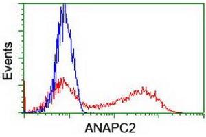 Image no. 2 for anti-Anaphase Promoting Complex Subunit 2 (ANAPC2) antibody (ABIN1496636) (ANAPC2 Antikörper)