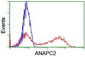Image no. 2 for anti-Anaphase Promoting Complex Subunit 2 (ANAPC2) antibody (ABIN1496636)