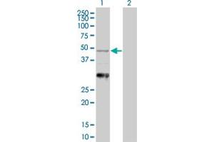 Western Blot analysis of NAPSA expression in transfected 293T cell line by NAPSA MaxPab polyclonal antibody. (NAPSA Antikörper  (AA 26-420))