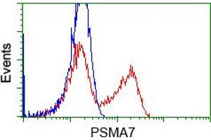 HEK293T cells transfected with either pCMV6-ENTRY PSMA7 (RC201169) (Red) or empty vector control plasmid (Blue) were immunostained with anti-PSMA7 mouse monoclonal (ABIN2453527, Dilution 1:1,000), and then analyzed by flow cytometry. (PSMA7 Antikörper)