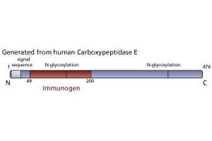 Image no. 3 for anti-Carboxypeptidase E (CPE) (AA 49-200) antibody (ABIN968160) (CPE Antikörper  (AA 49-200))