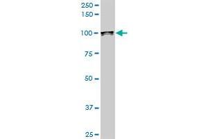 Western Blotting (WB) image for anti-Upstream Binding Transcription Factor, RNA Polymerase I (UBTF) (AA 551-650) antibody (ABIN521228)