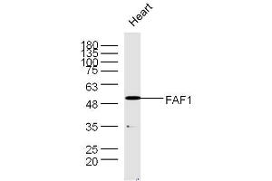 Mouse heart lysates probed with Rabbit Anti-FAF1 Polyclonal Antibody, Unconjugated  at 1:300 overnight at 4˚C. (FAF1 Antikörper  (AA 551-650))