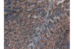 IHC-P analysis of Mouse Stomach Tissue, with DAB staining. (Insulin Antikörper  (AA 25-54, AA 90-110))