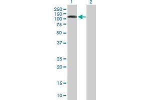 Western Blot analysis of DNMBP expression in transfected 293T cell line by DNMBP MaxPab polyclonal antibody. (DNMBP Antikörper  (AA 1-823))