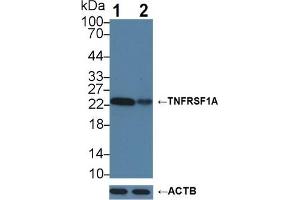 TNFRSF1A Antikörper  (AA 248-428)
